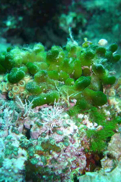Alga mammelloni verdi