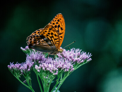 Risvegliamo il nostro organismo
