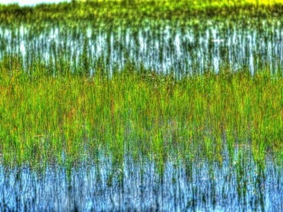George Ligon, Marsh Grass, Metallic Print on Paper, 14" x 21.5"