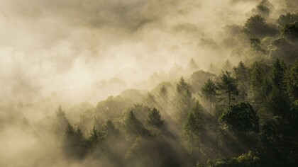Bosco immerso nella nebbia 