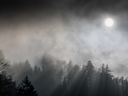 Misty forest, ph. Michael Stillwater 
