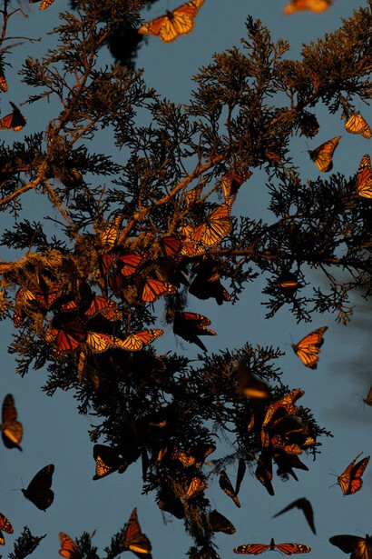 Matthew Porter, Last butterflies, 2024. Courtesy of M+B Gallery