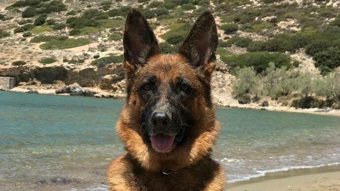 Moly, my dog, at the beach
