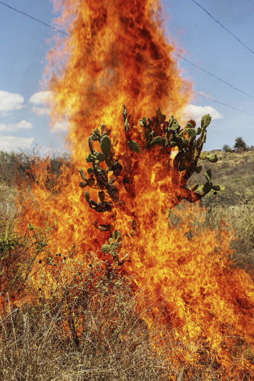 From the series La Cucaracha, © Pieter Hugo, Courtesy of Yossi Milo Gallery, New York
