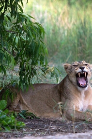 Lioness with Cub Front Page