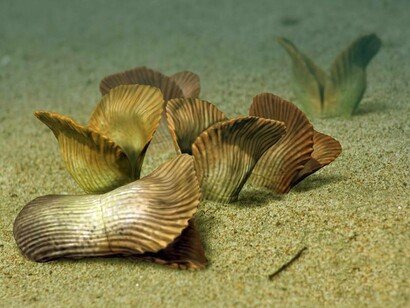 Ricostruzione di Ernietta plateauensis, periodo Ediacarano