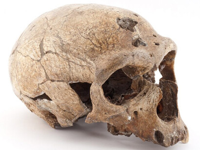 Neanderthal. Courtesy of Canadian Museum of History
