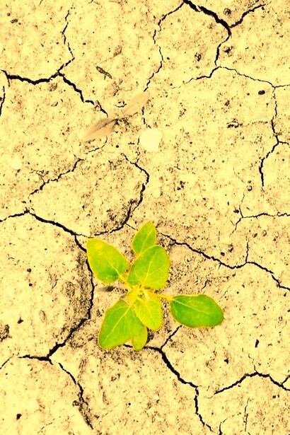As chagas do nazareno do século XXI: Desertificação