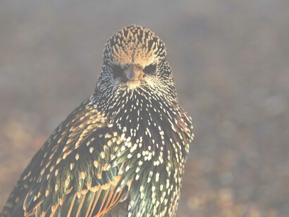 The Starling is a Red Listed bird which takes food from people in Hyde Park © Gehan de Silva Wijeyeratne