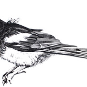 Young Magpie, Medium: Egg tempera on paper, Size:20cm High x 37cm Wide, Year 2015/2016