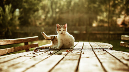 Bella Pirata, vete tranquila, tu hijo permanecerá aquí junto a nosotros, ya que ha sido nombrado el Guardián Oficial