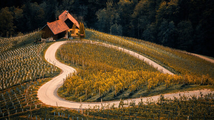 Vigneto con strada a forma di cuore