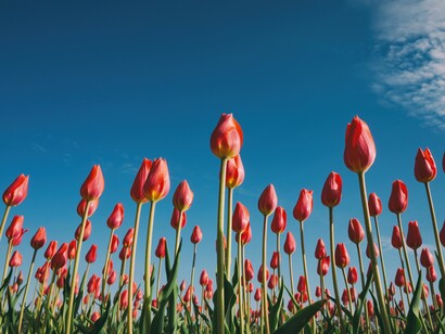 Holanda