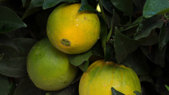 Wolfgang Tillmans. Courtesy of Carré d’Art