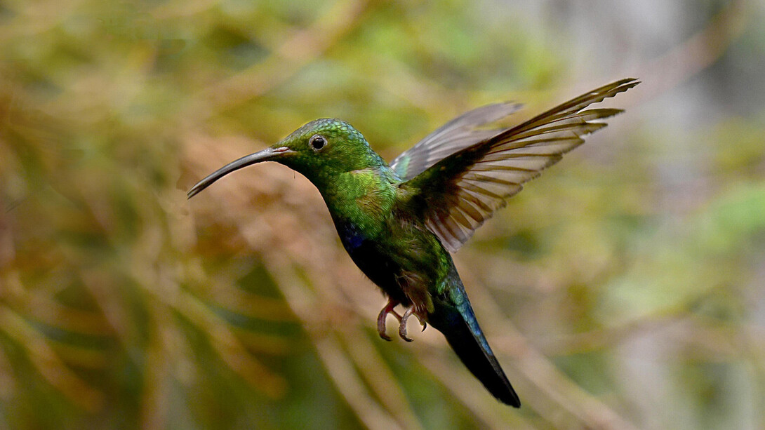 Il colibrì all'oasi di Sant’Alessio