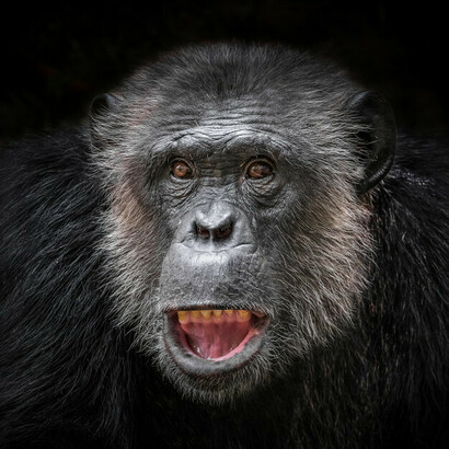 Singing behavior is fundamentally linked to reproductive activities, the search for food and above all to avoid dangerous predators