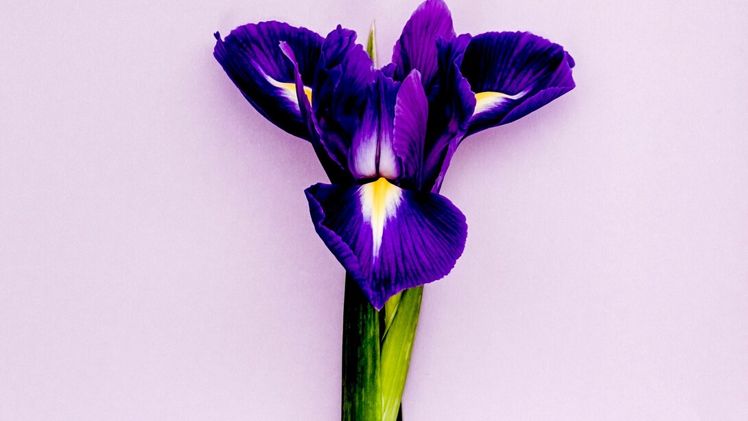 Tan violeta
