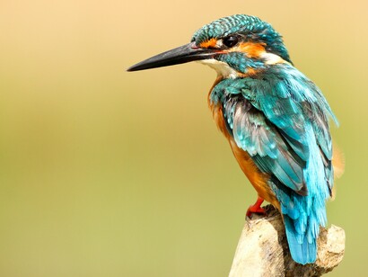 Preserving the variety of species