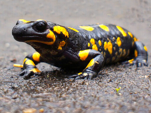 La salamandra común es una especie de anfibio urodelo de la familia Salamandridaes