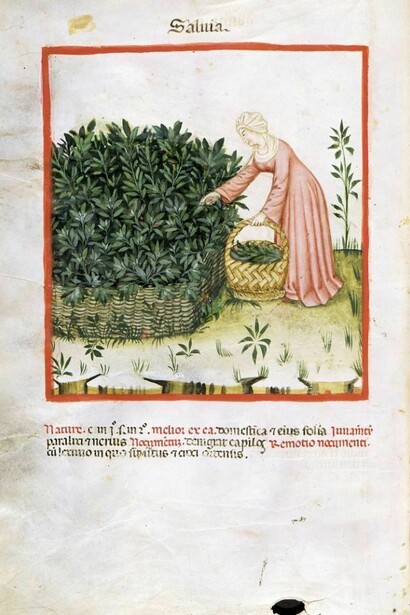 Raccolta della salvia da Theatrum Sanitatis di Ububchasym de Baldach. XI sec., Codice 4182 della Biblioteca Casanatense
di Roma.