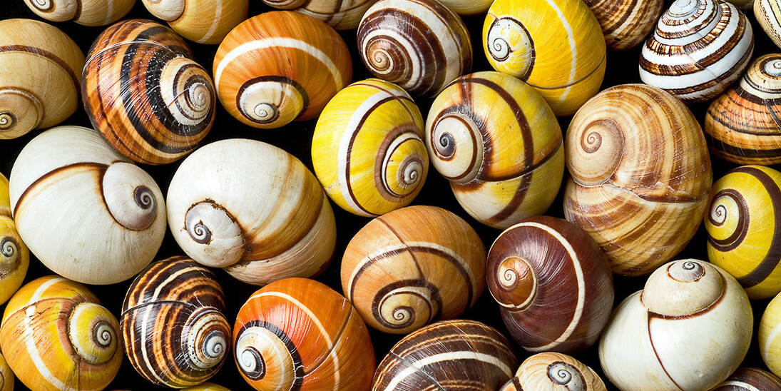 Evolution in Action. Courtesy of Museum für Naturkunde