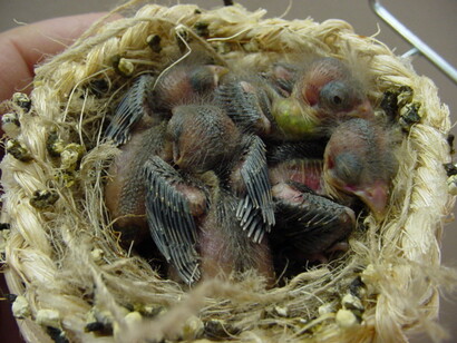 Polluelos de cardenalito