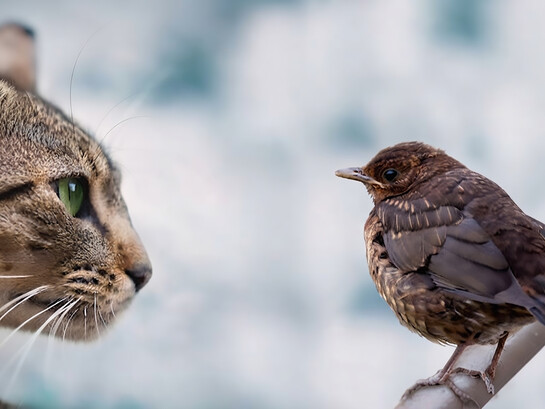 A bird and a cat stare intently at each other