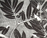 Terry Adkins, Pinewood Air, Relief print, foliage impression monoprint, 2004 © Estate of Terry Adkins. Image courtesy of Pilchuck Glass School, Seattle
 