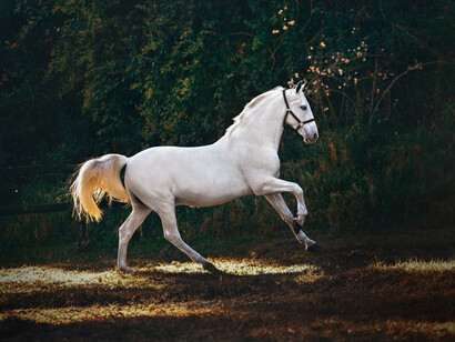 Il cavallo è stata addomesticato circa 4mila anni fa nelle pianure sterminate del Kazakistan