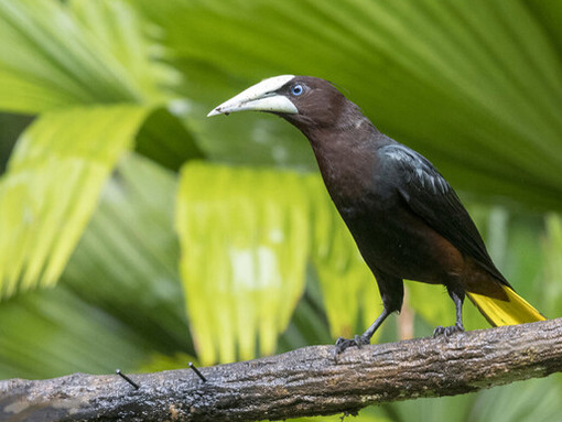 A Chestnut-headed Oropendola near Rancho Naturalista, Cordillera de Talamanca, Costa Rica.