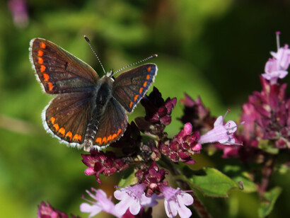 Brown Argus at Chapel Bank © Gehan de Silva Wijeyeratne