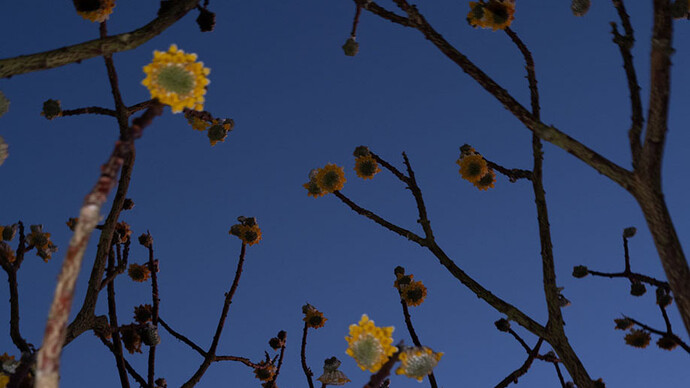 Deb Achak, Edgeworthia blossoms (detail), 2025. Courtesy of Winston Wächter Fine Art
