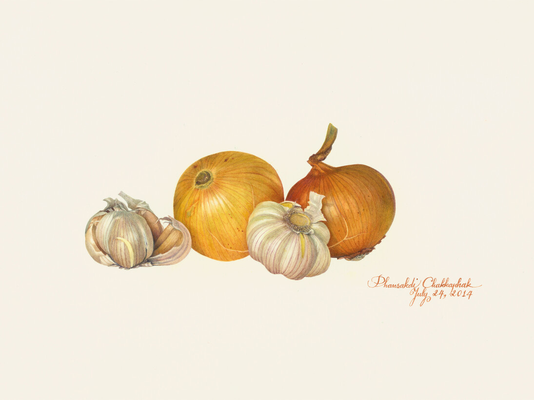 Phansakdi Chakkaphak, Onion and Garlic, Gouache on Fabriano paper, 26.25 x 38 cm