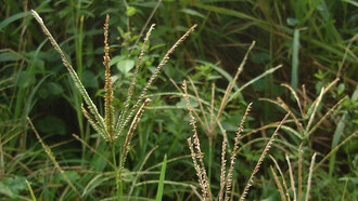 Paragis, (Eleusine indica)