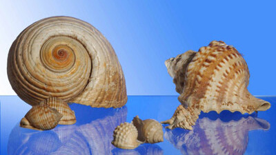Mediterráneo, naturaleza y civilización. Courtesy of Museo Nacional de Ciencias Naturales