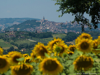 Girasoli a Todi
