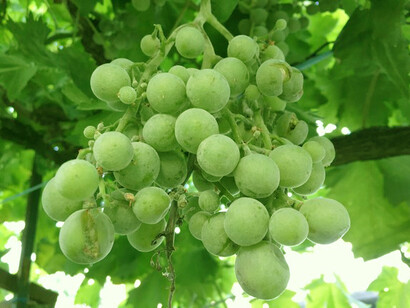 Uvas do Douro