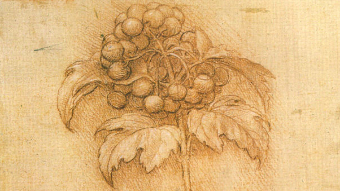 Leonardo da Vinci, Fiore, 1506 ca