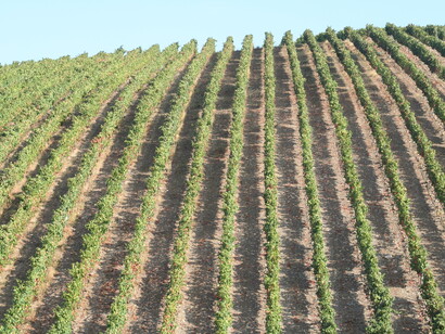 Alto Douro, vinhedos. Fotografia Sérgio Lira