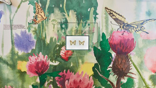 Loophole. Courtesy of Naturhistorisches Museum Basel