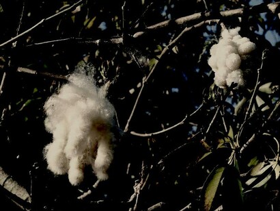 Las semillas peculiares de la ceiba