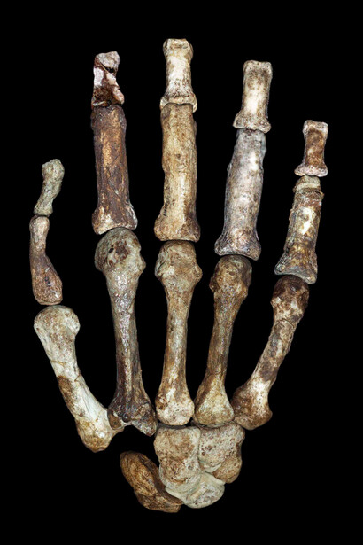 Mano di Australopithecus Sediba