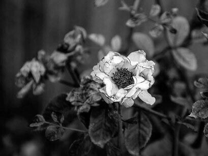 Rosa seca y olvidada
