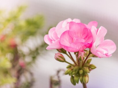 Fiore