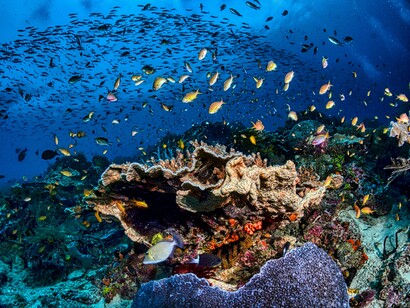A biodiverse coral reef ecosystem in full bloom, reflecting the nation’s untapped natural assets