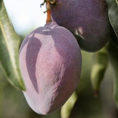 Le climat tropical du Mali offre des conditions idéales pour la culture de la mangue