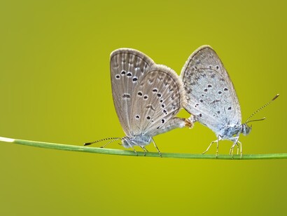 Mariposas