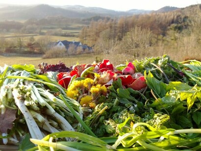 There is a growing interest in wild foods harvesting