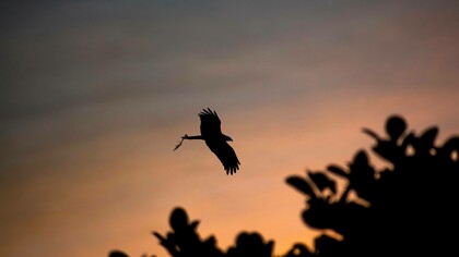 The mandarin's bird soaring in the sunset sky