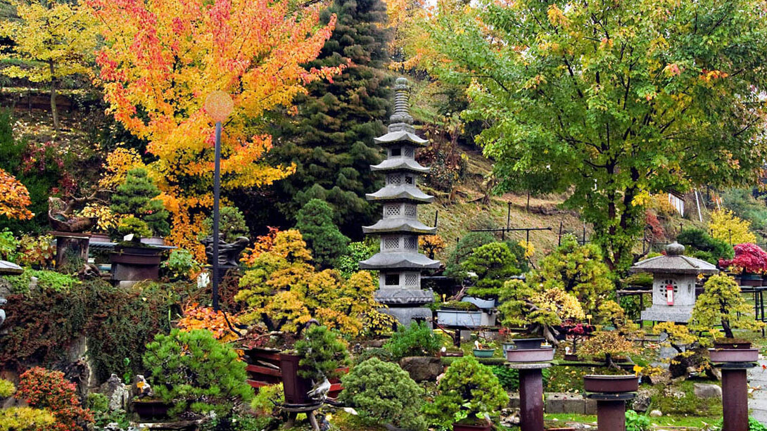 Sei Wa Bonsai 
